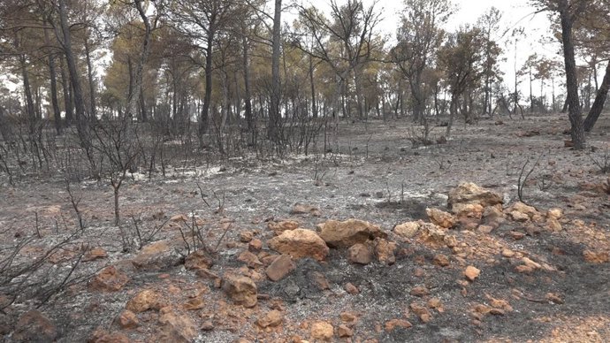 Incendio Campillo de Altobuey