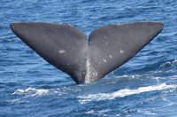 El PSIB reclama en el Senado elevar la protección del cachalote y de las aguas del sur y levante de Baleares