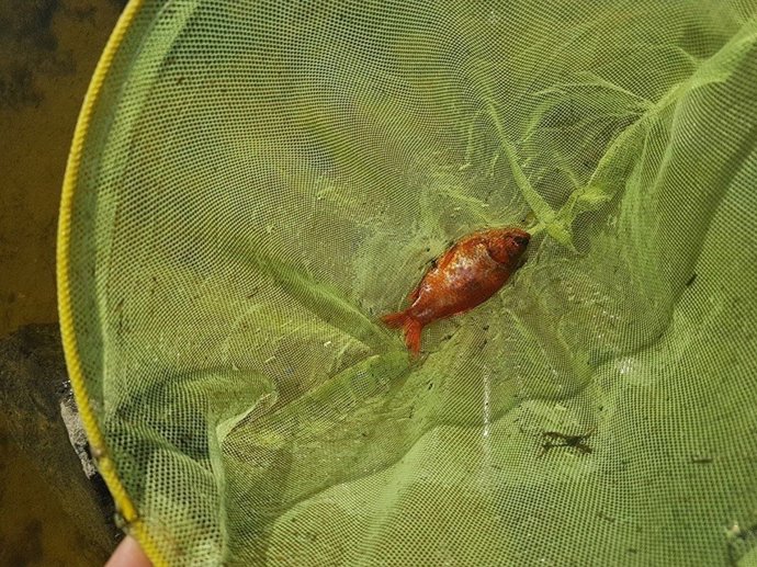 Especie invasora en canteras de Alpedrete