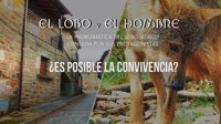 La Fundación Artemisan produce un documental para defender que la "caza moderada" del lobo "mejora su conservación"