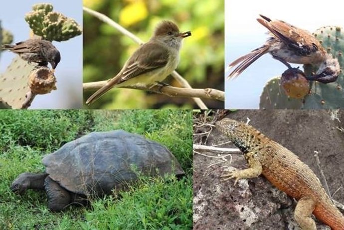 Especies que dispersan semillas 