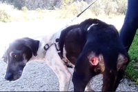 Investigan a una perrera por presunto maltrato a un perro con heridas abiertas y desnutrición