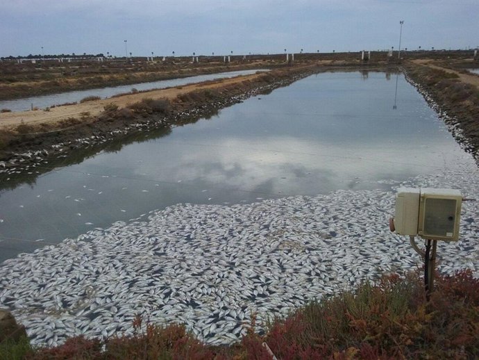 Mortandad de doradas en la piscifactoría La Leocadia