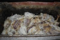 Igualdad Animal denuncia maltrato animal en granjas del segundo mayor productor de carne de pollo de Reino Unido