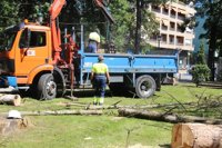 El Ayuntamiento retira cerca de 40 árboles muertos o en mal estado del parque Manuel Barquín