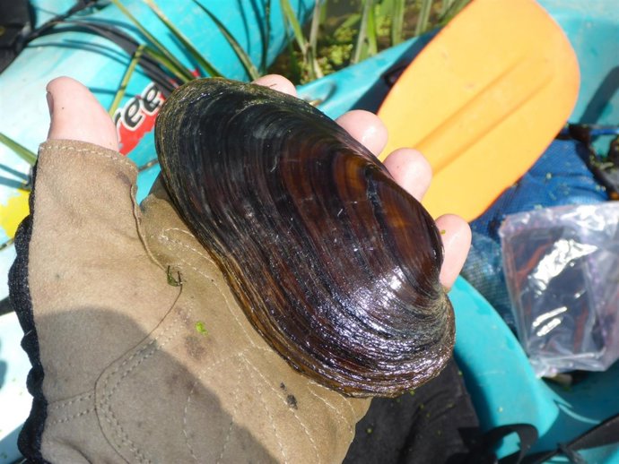 Confederación Hidrográfica Del Ebro Primer Ejemplar De Margaritífera En El Ebro 