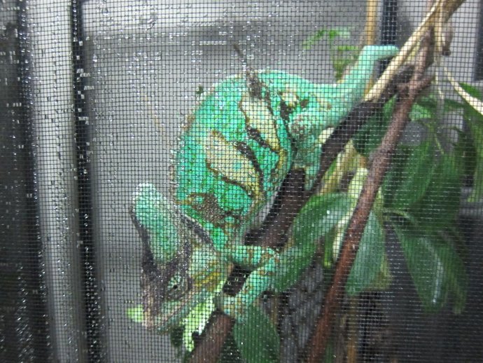 Caimán del animalario de la Facultad de Medicina 