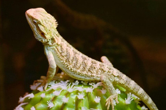 Lagarto verde, lagartos, lagartijas, reptiles, reptil