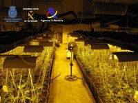 Desarticulado un grupo criminal formado dedicado a distribuir droga a gran escala