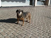 Abierto el período para mejorar la futura Ley de Protección y Defensa de los Animales en C-LM