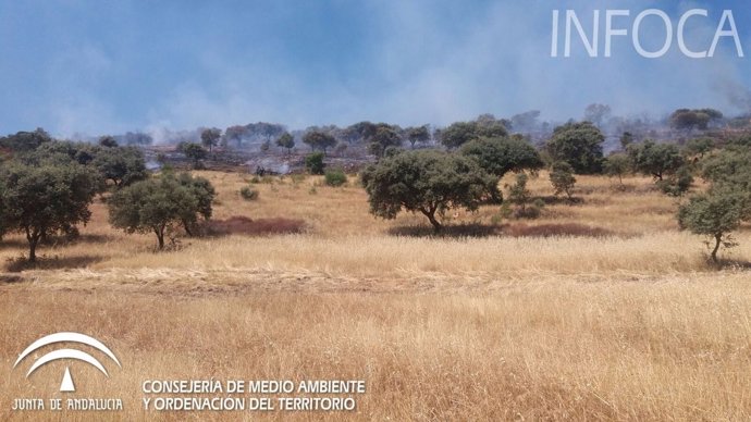 Incendio forestal en Villaviciosa de Córdoba