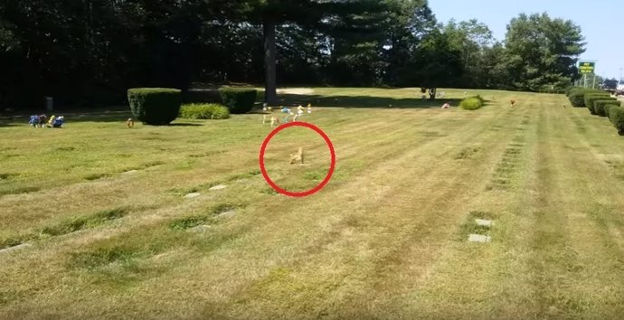 Ilusión óptica de un fantasma de un perro en un cementerio canino