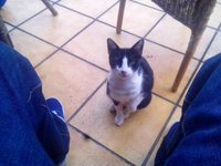 Málaga cuenta con más de medio millón de mascotas inscritas en el Registro de Animales de Compañía andaluz