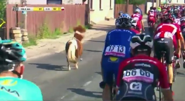 Un poni se cuela en una etapa de la Vuelta Ciclista a Polonia