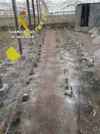 Guardia Civil investiga al autor de los daños provocados en un invernadero del Poniente almeriense