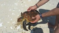 Un grupo de navegantes rescata a una tortuga marina atrapada en red en el Cabo de la Nao