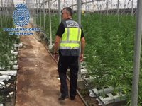 Desmantelada en Motril una plantación de marihuana con casi 26.000 plantas