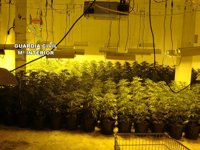 La Guardia Civil detiene a dos personas y se incauta de 990 plantas de marihuana en Roquetas de Mar (Almería)
