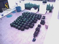 La Guardia Civil detiene a dos jóvenes por cultivar más de 200 plantas de marihuana en Menorca