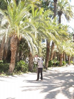Un operari instal·la un fong en una palmera, a Elx