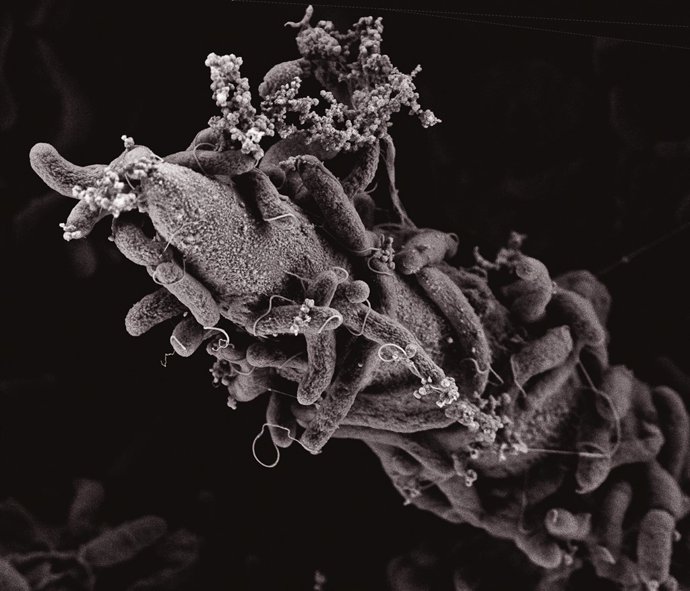 Bacteri del còlera