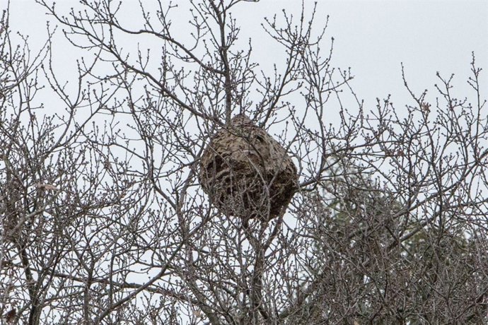 Nido de avispa asiática 
