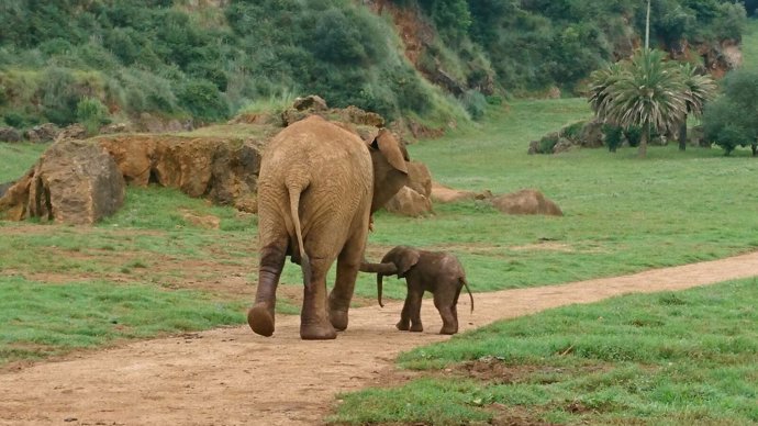 Elefante africano nacido en Cabárceno 