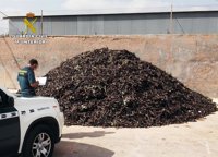 Guardia Civil detiene a un individuo por robar 200 kilos de garrofa en Miranda (Cartagena)