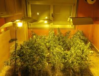 Intervenidas en una vivienda de Oleiros 187 plantas de marihuana