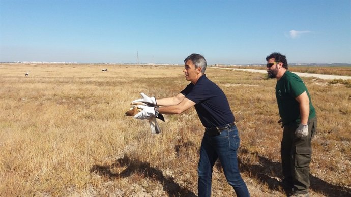 Angel Acuña participa en la suelta de aves en Puerto Real