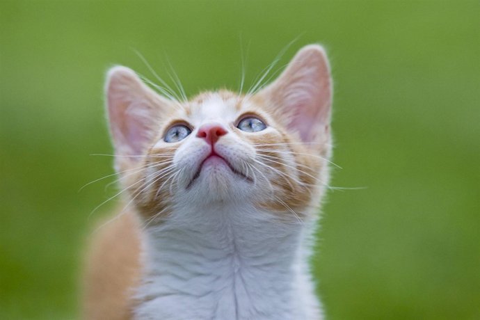 Día internacional del gato