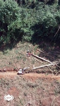 Herido un trabajador tras caerle un árbol encima en Salas