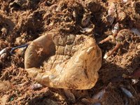 Equo exige medidas "urgentes" para reducir la contaminación por plásticos en las playas españolas