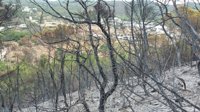 Controlado el incendio declarado en Sa Talaia de Sant Antoni (Ibiza) tras calcinar 8 hectáreas de bosque
