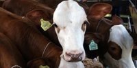 Colombia tiene controlado el brote de fiebre aftosa y espera recuperar el estatus sanitario