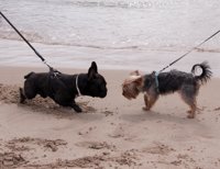 Aumenta un 32% el número de visitantes a la playa canina de Pinedo en julio