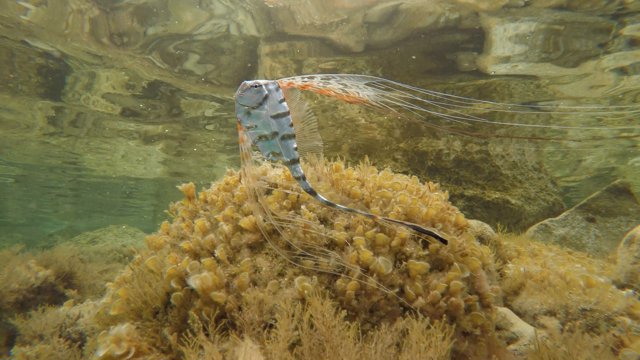 Publican por primera vez un registro de observaciones de peces raros con 17 especies en Baleares
