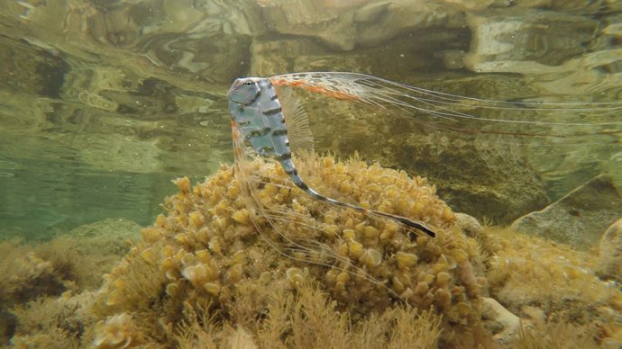 Nuevas especies marinas raras descubiertas en Baleares