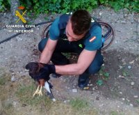 La Guardia Civil recupera un Águila de Harris en Peñalver