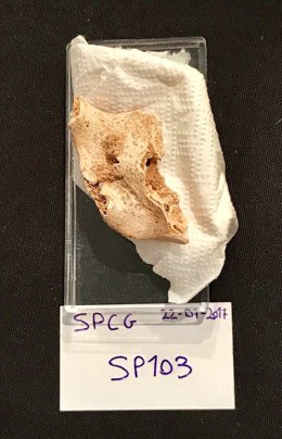 Presentació última campanya d'excavacions al jaciment de la Sima de las Palomas