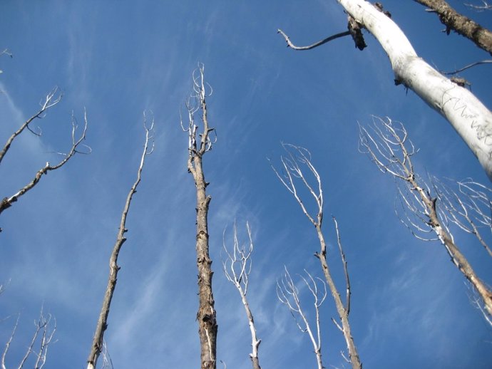 Árboles de Aspen (Colorado) afectados por la sequía extrema