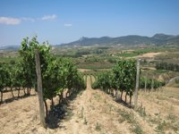 La Junta destina 650.144 euros para reestructurar cien hectáreas de viñedo