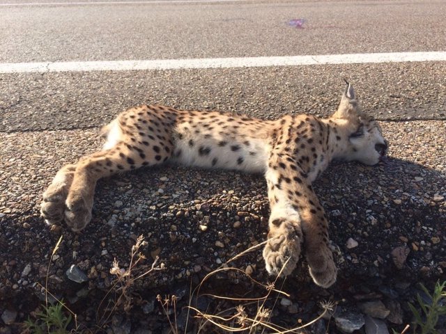 Cría de lince atropellado en el Valle del Matachel