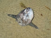 Aparece en la Marisma de Baldaio un ejemplar de pez luna tropical