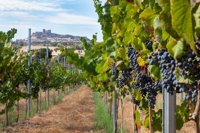 La DOC Rioja incorporará dos nuevas categorías para identificar mejor la procedencia de sus vinos