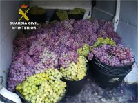 Detenidos cuatro miembros de una misma familia por el robo de 4.500 kilos de uva de mesa de Monforte y Orito