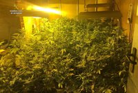 Detenido un joven al que se han incautado 118 plantas de marihuana