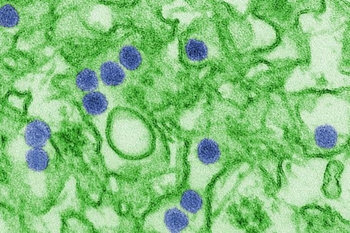 Virus zika