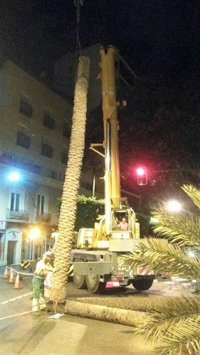 El Ayuntamiento de Almería tala una palmera singular ante el riesgo de desplome