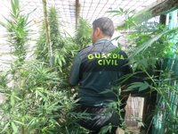 Cae una banda internacional dedicada a vender marihuana al este de Europa desde Alicante